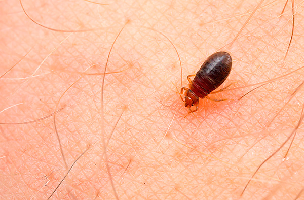 Le cimici dei letti si nutrono solo di sangue (principalmente umano).