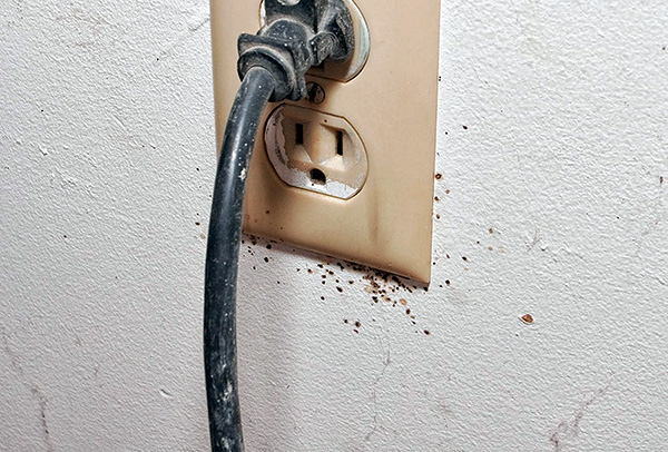 I nidi delle cimici possono essere anche nelle prese elettriche...
