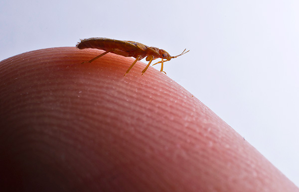 Il corpo delle cimici dei letti è piatto e sono in grado di penetrare anche attraverso fessure molto sottili.