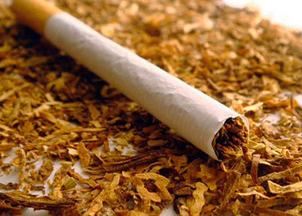 Il tabacco (più precisamente la nicotina che contiene) è un insetticida altamente efficace.