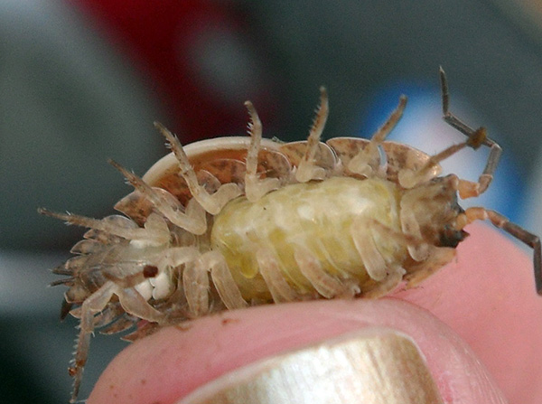 Woodlice sono crostacei e hanno persino le branchie conservate.