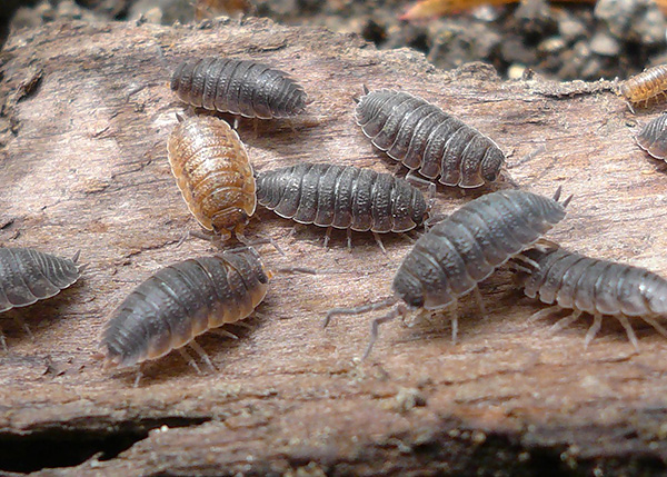 Conosciamo le caratteristiche interessanti della biologia dei pidocchi di legno e scopriamo se queste creature sono insetti...