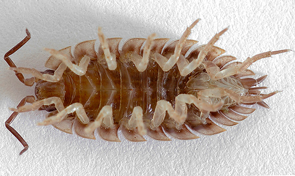 Come si addice ai crostacei, le antenne sono abbastanza ben sviluppate...