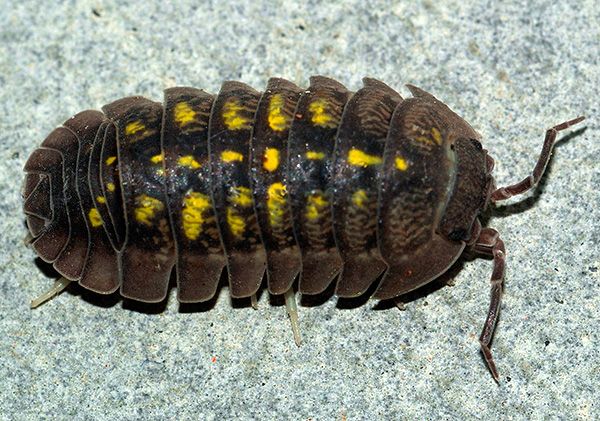 Alcune specie di woodlice hanno colori insoliti (un esempio è Armadillidium granulatum).