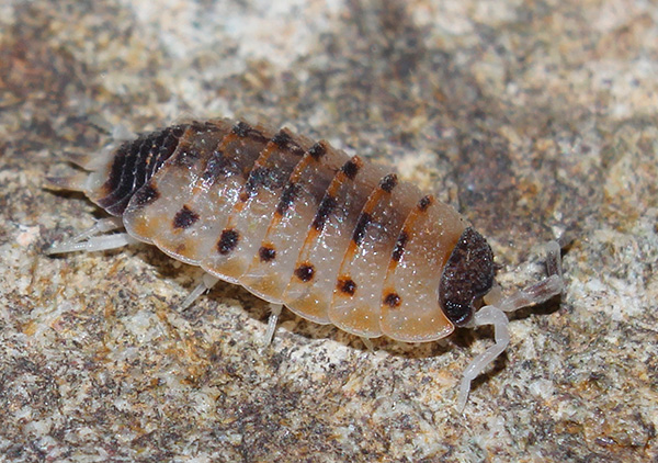 Proporcellio vulcanio