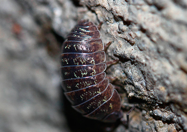Armadillo