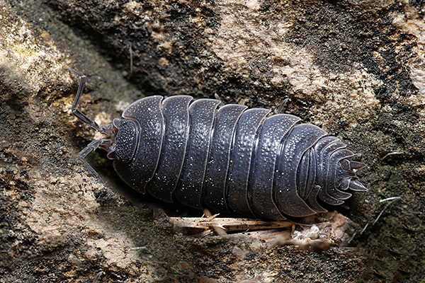 Woodlouse ruvido
