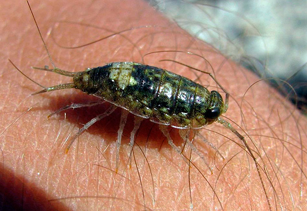 La foto mostra il cosiddetto woodlice marino
