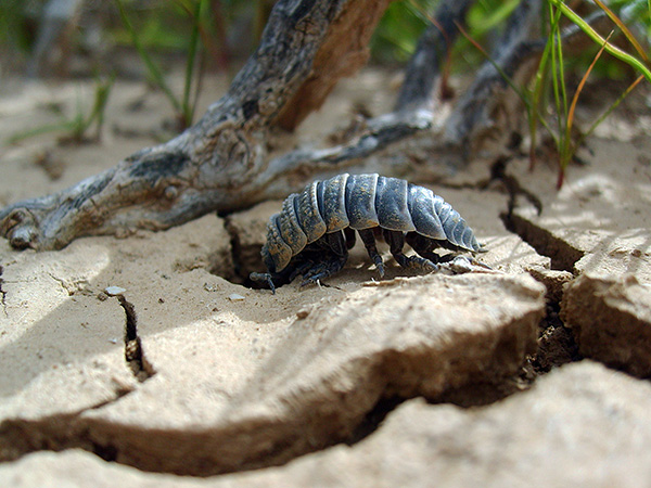Alcune specie di Woodlice si sono adattate alla vita nei deserti...