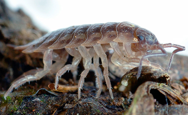 Woodlice appartiene all'ordine dei gamberi isopodi (la foto mostra un primo piano di Woodlice).
