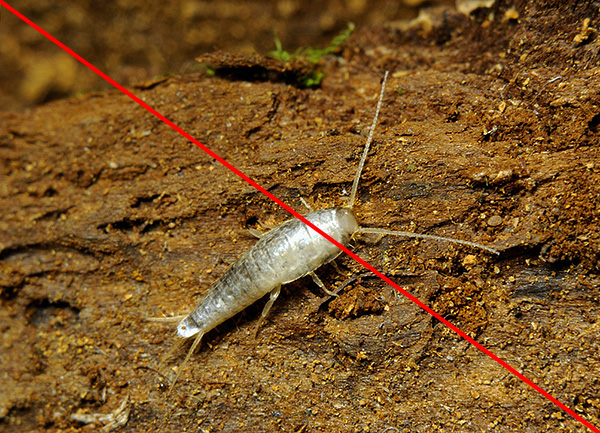 pesce argentato