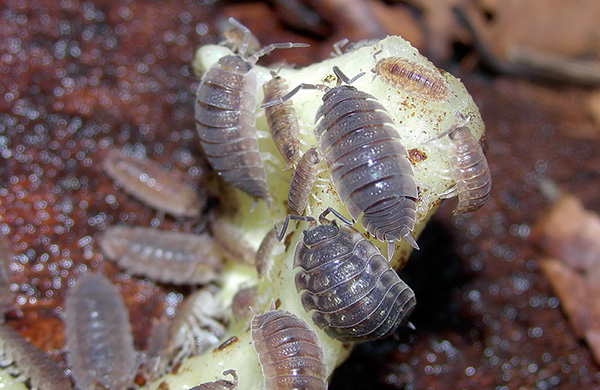 Woodlice non è contrario a mangiare resti di piante succose ...