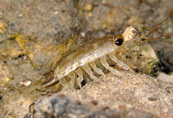 Pidocchio di mare Ligia oceanica