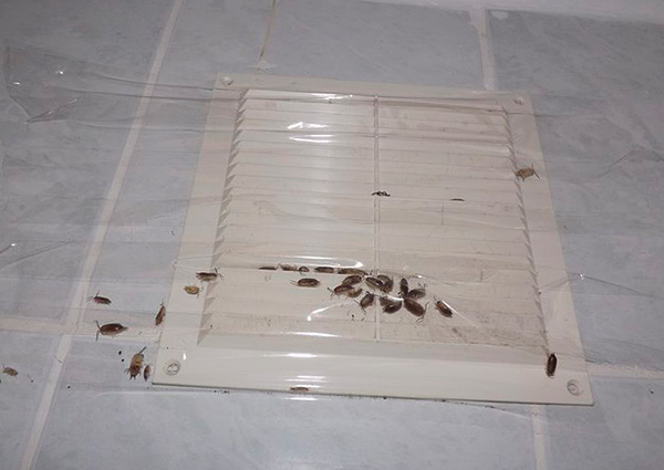La foto mostra un esempio di come orde di pidocchi stiano cercando di entrare in un appartamento dalla soffitta di una casa attraverso un sistema di ventilazione sigillato con nastro adesivo.