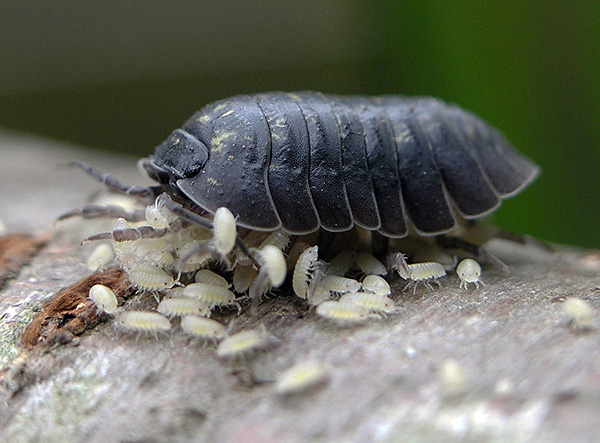 Larve di Woodlice