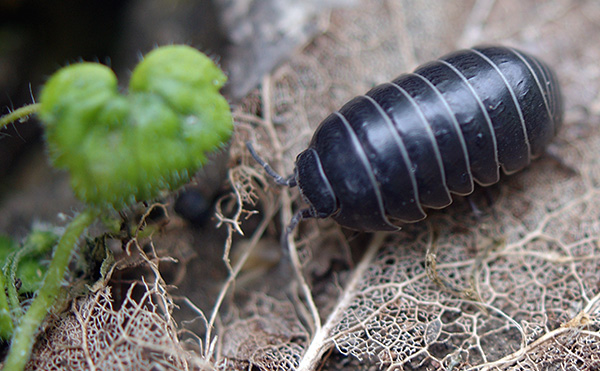 Sembra un pidocchio di legno (Armadillidium vulgare)