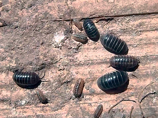 L'aspetto caratteristico degli scudi sul dorso di Woodlice ricorda l'armatura degli armadilli ...