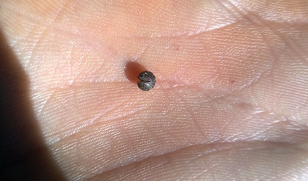 In pericolo, il comune woodlice tende a raggomitolarsi in una palla.