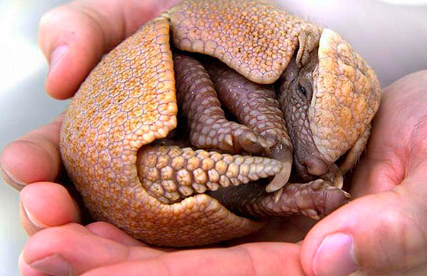 Ed ecco, infatti, un armadillo...