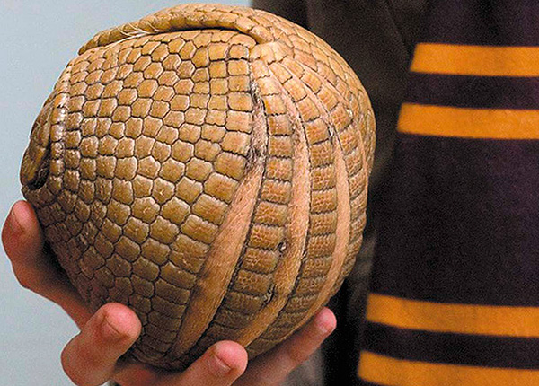 L'armadillo, come i pidocchi di legno, si rannicchia in una palla quando viene minacciato.