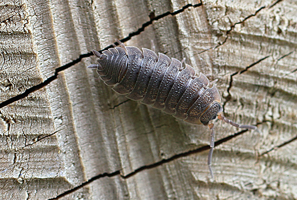 Il corpo del woodlice è composto da 9-10 segmenti, il che gli conferisce, nonostante la rigidità degli scudi, un'elevata mobilità e flessibilità.