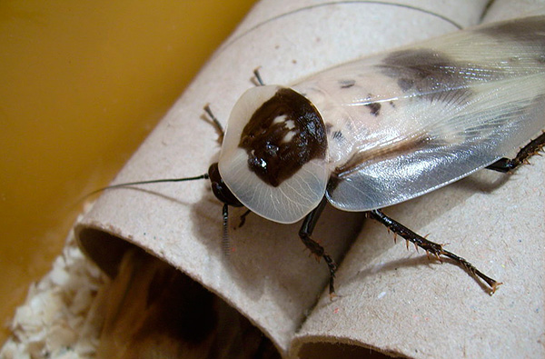 Šváb obrovský (Blaberus giganteus)