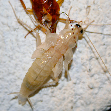 Zhadzujúca larva (nymfa) Prusaka