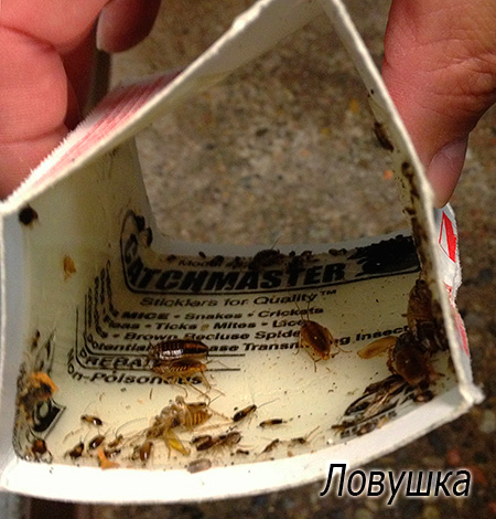 Капаните за лепило също са полезни.
