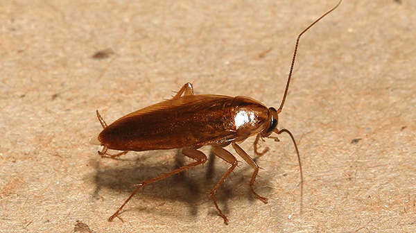 Insekticídny gél môže byť tiež použitý ako bariérový prostriedok, ktorý blokuje cestu švábov do bytu.