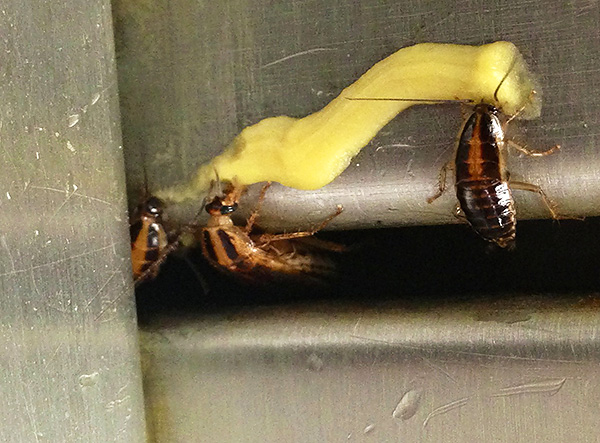 Nezabudnite, že insekticídy, ktoré tvoria švábové gély, sú do určitej miery toxické pre ľudí, ako aj pre domáce zvieratá.