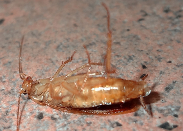 Insekticídy, ktoré tvoria gély, účinne ničia nielen šváby, ale aj takmer akýkoľvek iný hmyz, ak si pochutnávajú na jede.