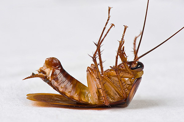 De flesta moderna insekticider har en nervparalytisk effekt på insekter.