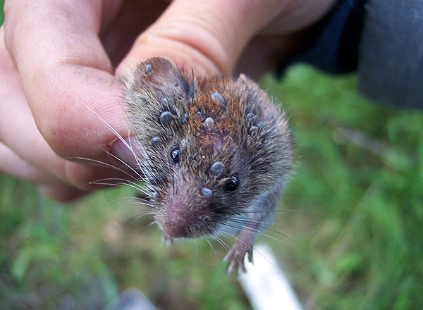 Les parasites peuvent aussi sucer le sang des oiseaux et des petits rongeurs...