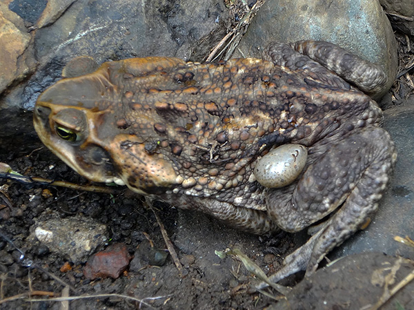 Les crapauds et les grenouilles peuvent également devenir des hôtes pour les acariens forestiers.