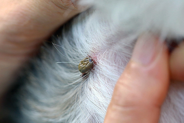 Les tiques attaquent souvent les animaux de compagnie, comme les chiens.