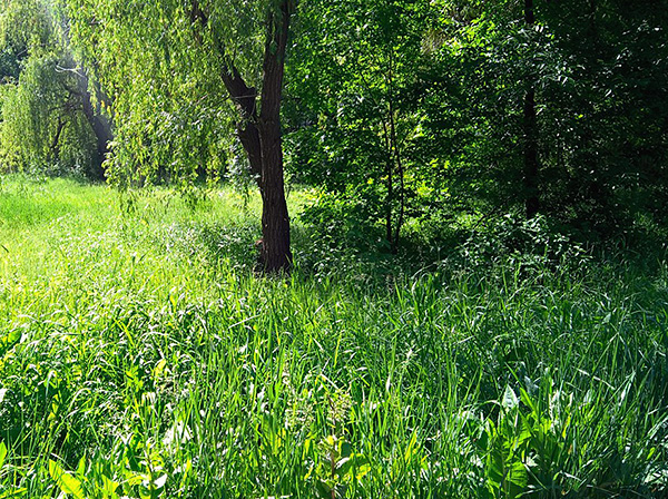 Les fourrés humides d'herbe et de petits arbustes sont un habitat de prédilection pour les tiques.