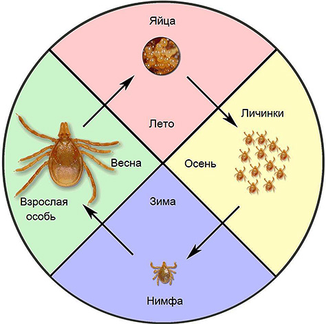 Cycle de vie de la tique encéphalitique