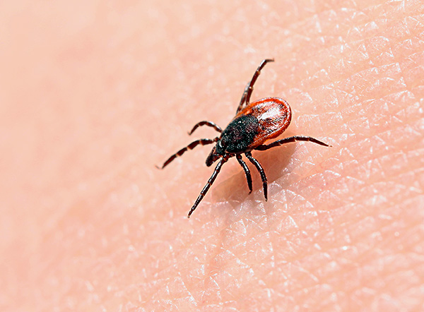 Parlons des caractéristiques de la biologie de la tique de la taïga et de son danger pour l'homme ...
