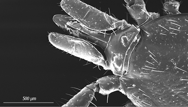 La trompe dentelée (hypostome) est clairement visible, que le parasite introduit dans le corps de la victime lorsqu'il est mordu.