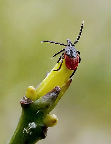 La tique de la taïga attend sa proie (hôte).