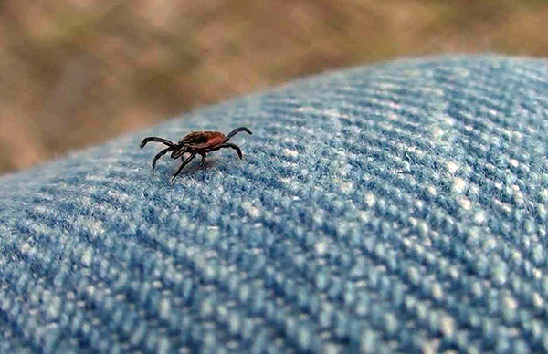 La piqûre de ce parasite est toujours potentiellement dangereuse pour l'homme, car on ne sait pas à l'avance si un individu est porteur d'une infection particulière.