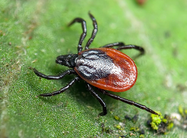 เห็บสุนัข (Ixodes ricinus)