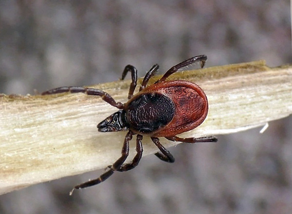 ไทก้าเห็บ (Ixodes persulcatus)