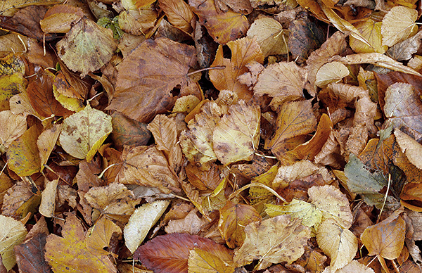 sol de la forêt