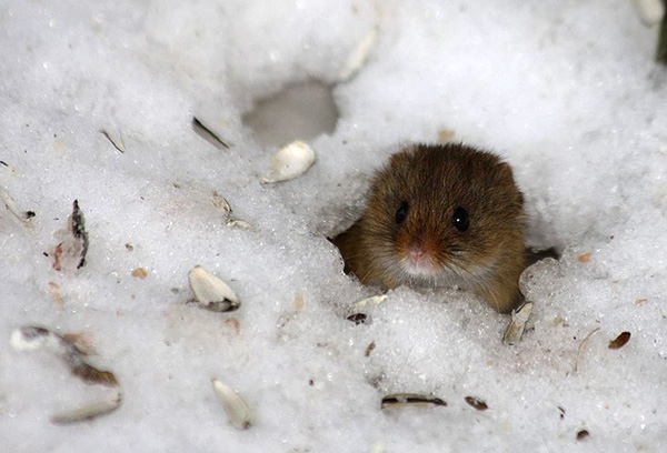 De nombreuses tiques passent tout l'hiver dans les terriers de petits rongeurs.