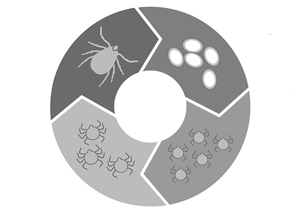 La phase d'hivernage peut se produire à n'importe quelle phase du cycle de vie du parasite - de l'œuf à l'adulte.