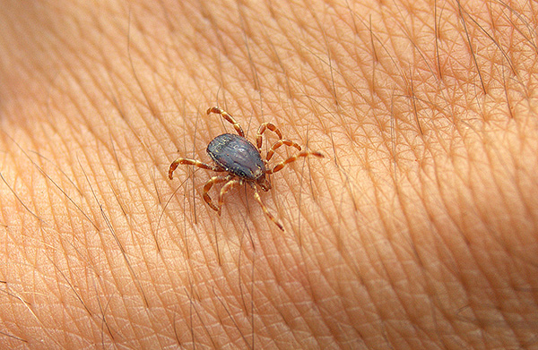 קרציה מוצצת דם Hyalomma marginatum