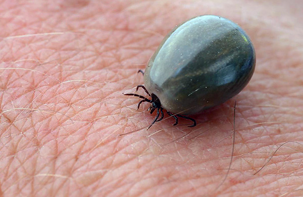 Um carrapato que bebe sangue pode aumentar de tamanho até 25 vezes.