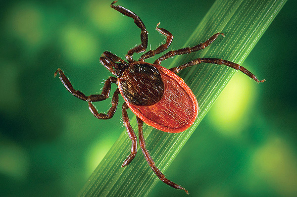 Durante il periodo di massima attività delle zecche, è importante essere particolarmente vigili e adottare misure preventive contro le punture di parassiti.
