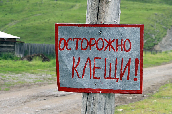 In Russia, il picco dell'attività delle zecche si verifica nei mesi estivi.